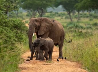 game-drive-in-uganda