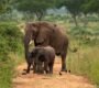 game-drive-in-uganda