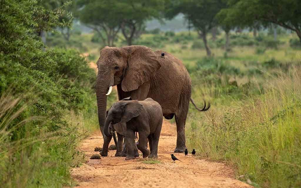game-drive-in-uganda