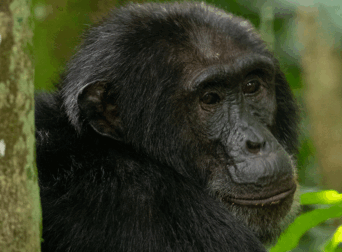 where-to-see-chimpanzees-in-uganda