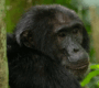 where-to-see-chimpanzees-in-uganda
