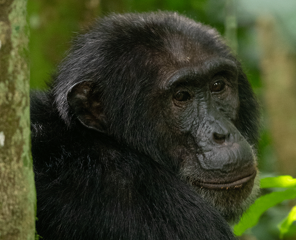 where-to-see-chimpanzees-in-uganda