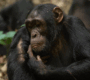 combining-gorilla-and-chimpanzee-tracking