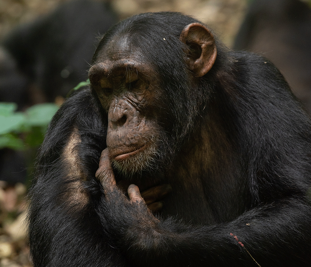 combining-gorilla-and-chimpanzee-tracking