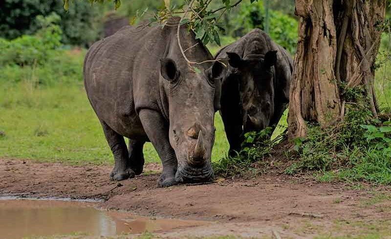 3-days-uganda-five-safari
