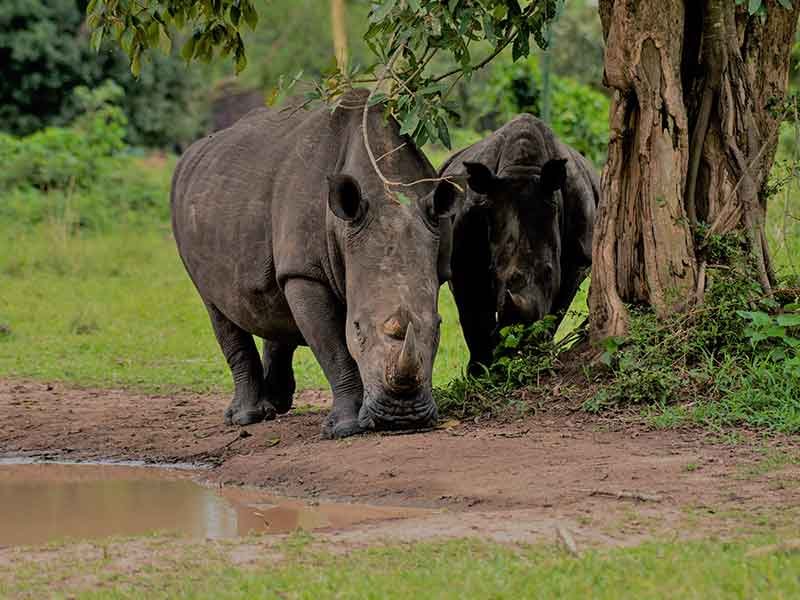 3-days-uganda-five-safari