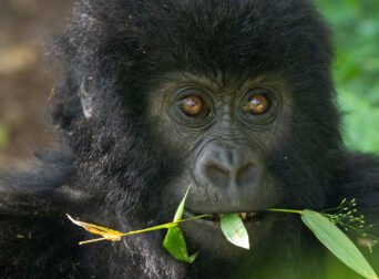 where-to-see-gorillas-in-africa