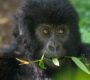 where-to-see-gorillas-in-africa