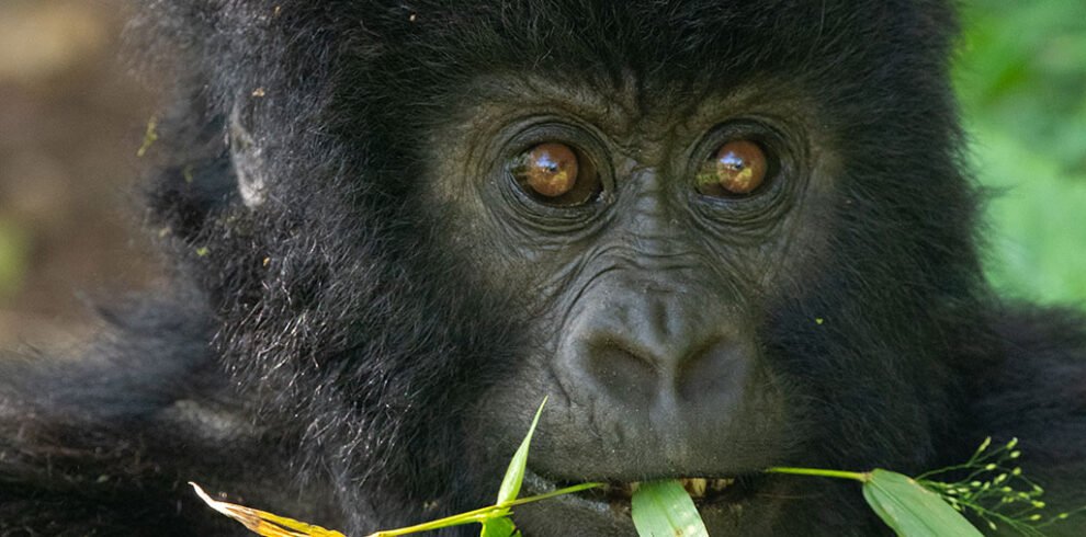 where-to-see-gorillas-in-africa