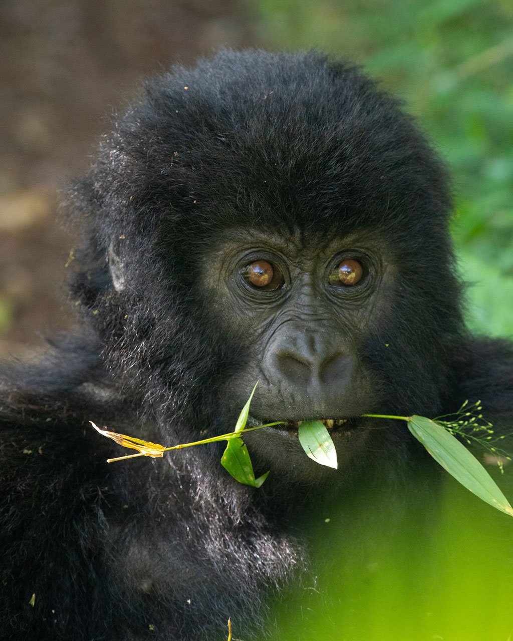 where-to-see-gorillas-in-africa